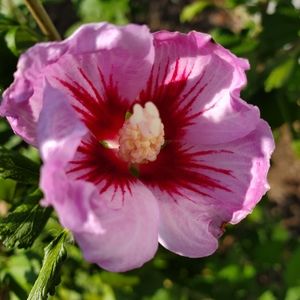 Meet your Posher, Pinky